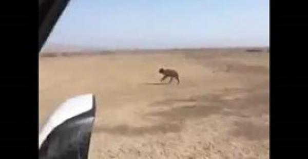 بالفيديو.. قيديو شباب يقنصون ذئبا ببنادقهم يثير غضب السعوديين