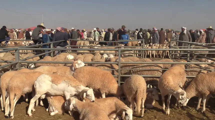 الحكومة تمنح "الكسّابة" أزيد من 300 مليار.. فهل سنشهد انخفاضا في أسعار اللحوم؟