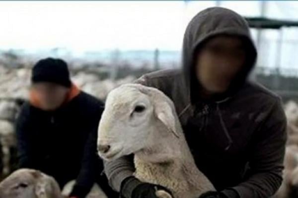 في عز الأزمة...عصابة "فراقشية" تروع الفلاحين بعد سطوهم على عشرات الأغنام والأبقار ببني ملال