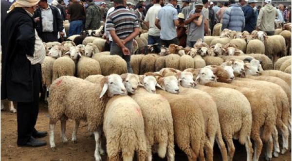 نصيحة "غريبة" لمربي المواشي والدواجن : "ابتسم" لتحصل على لحم أطيب