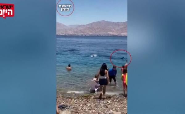 بالفيديو.. أسماك القرش تثير الرعب فى إسرائيل بعد ظهورها قرب "إيلات"