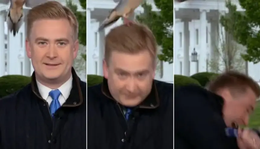 حمامة على رأس المراسل... وفأر في القاعة! زوّار غير متوقعين في البيت الأبيض