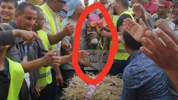 احتجاجا على نعتهم بـ"الحمير".. عمال بلدية تونسية يكرّمون حمارا