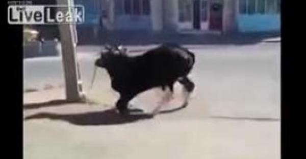 بالفيديو.. طفل ينجو بأعجوبة من هجوم ثور هائج عليه