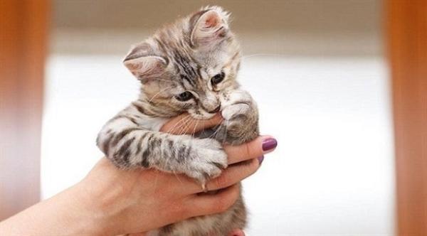 أمراض حيوانية المنشأ تنقلها الحيوانات إلى الإنسان