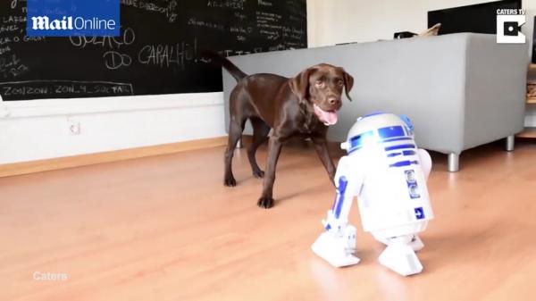 بالفيديو: ماذا يحدث عندما يواجه روبوت كلباً غاضباً؟