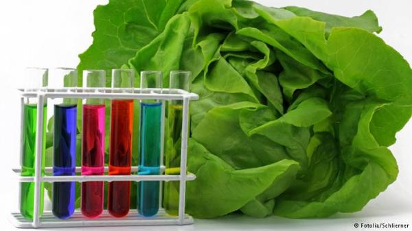 الخس قبل الوجبة الرئيسية.. يحفز الشهية والهضم