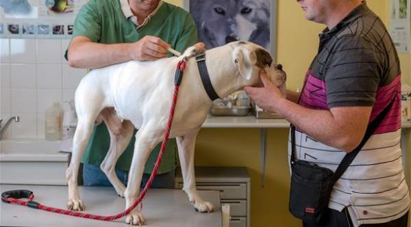 الكلاب قد تنقل مرض الإيبولا إلى الإنسان