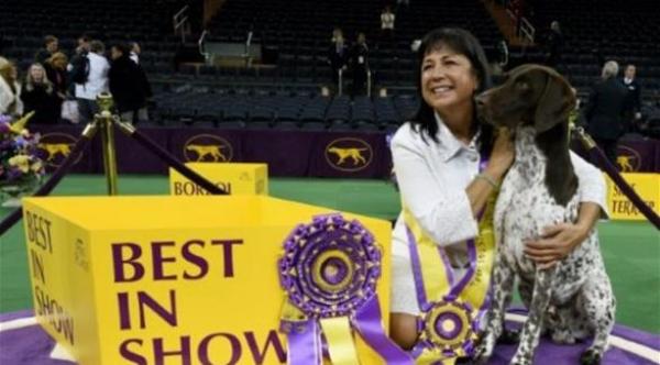 اختيار "أجمل كلب" في نيويورك