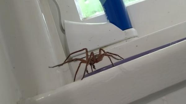 شاهد .. عنكبوت عملاق يلتهم أخر في فيديو يحبس الأنفاس
