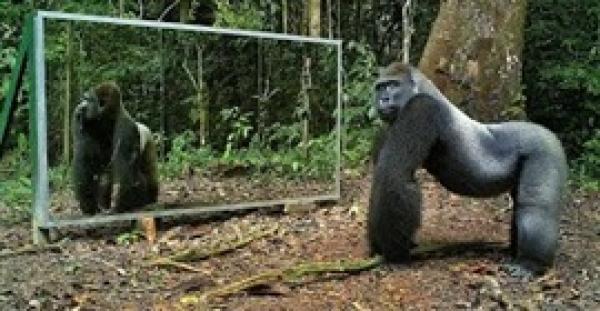 بالفيديو.. 2 مليون مشاهدة لرد فعل حيوانات ترى نفسها في المرآة