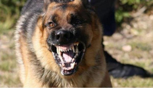 كلبة مسعورة ترسل 8 أشخاص للمستعجلات ضواحي سطات