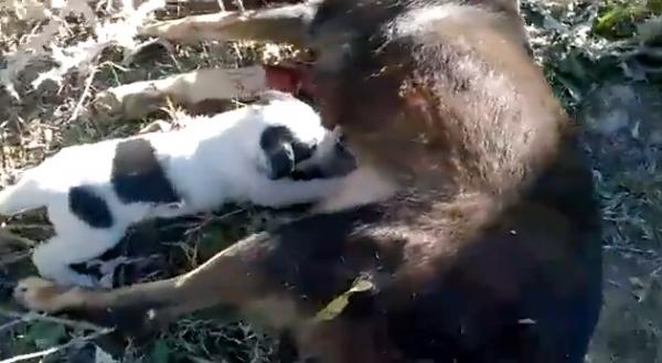 مشهد مؤثر لجرو يرضع من ثدي امه المقتولة برصاص السلطات