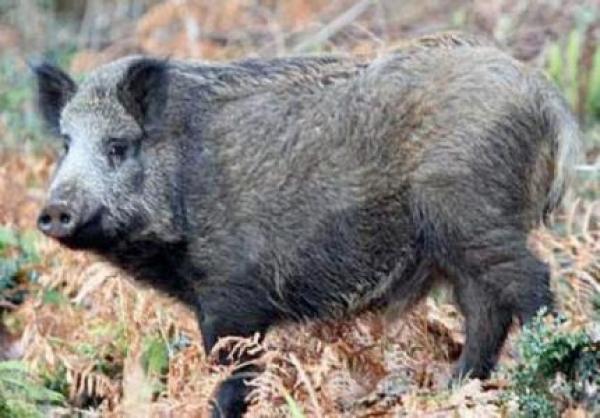 ساكنة تزكي تنتفض ضد الحلوف