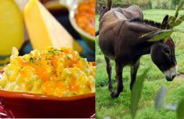 جبن مصنوع من ألبان الحمير الأغلى في العالم