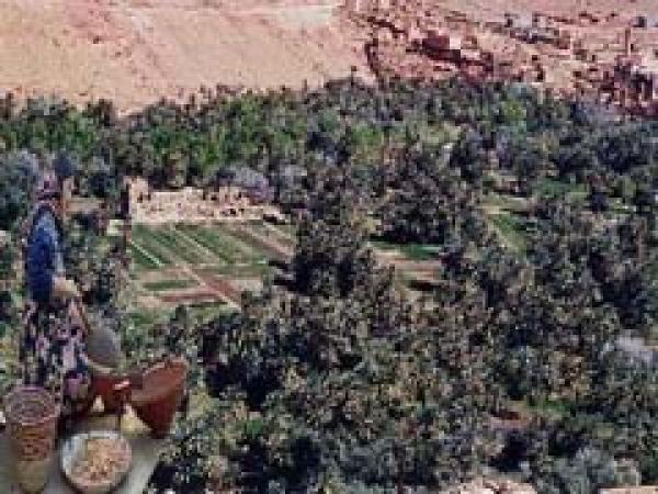 زيوت صينية بـ6 دراهم تعرض باسم مشتقات أركان