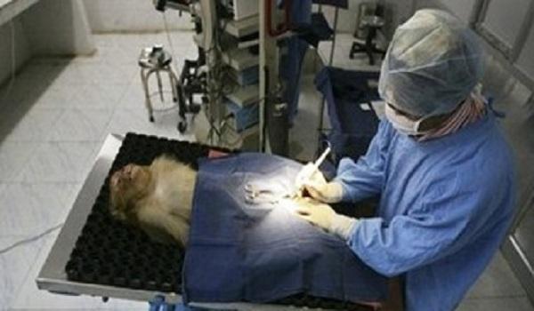 إنجاز طبي غير مسبوق.. زراعة أعضاء خنزير في أجساد قردة