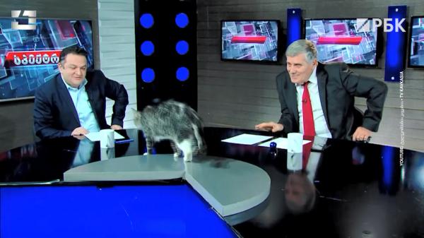 قط مشاكس يقتحم بلاطو برنامج سياسي على المباشر(فيديو)