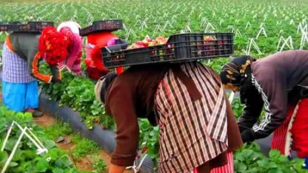 إسبانيا قد تتراجع عن تشغيل ألاف العاملات المغربيات في حقولها بعد هذا المستجد