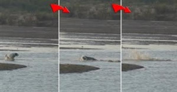 بالفيديو.. لقطات مروعة لتمساح يبتلع كلبا ابتعد عن صاحبه