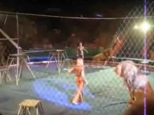 هجوم 6 أسود على مدربهم وسط صراخ الجمهور