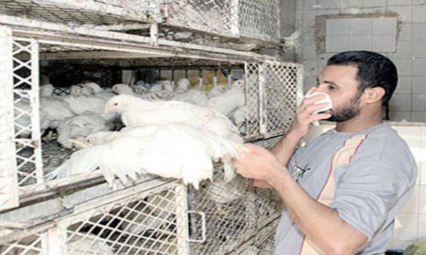 باحثون: انفلونزا الطيور يمكن أن تنتقل عن طريق الهواء