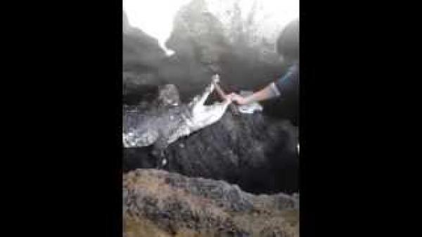 شبان مغاربة يلتقطون سيلفي مع تمساح