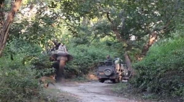 بالفيديو: لماذا تراجع هذا النمر عن افتراس فيل ضخم؟