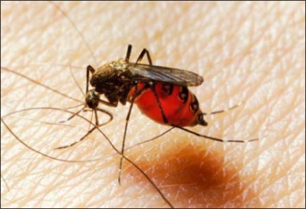 لا تقتل البعوض على جسدك