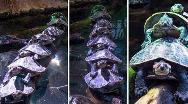 بالصور ..  ردة فعل سلاحف وقعت في "أزمة مرورية"