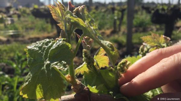 لأجل المحشي؟ القبض على ثلاث نساء يسرقن "أوراق العنب" بألمانيا