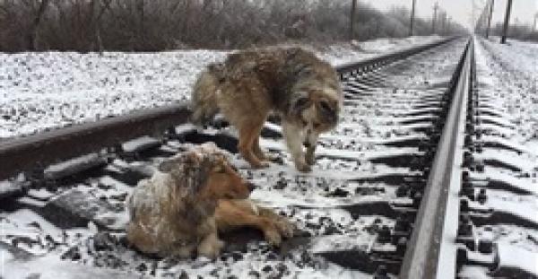 بالفيديو.. لقطات مؤثرة لكلب رفض ترك صاحبته المريضة أمام قطار مسرع