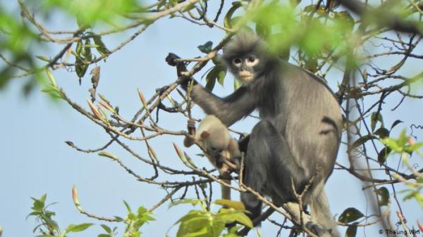 علماء ألمان يكتشفون نوعا جديدا من القردة المهددة بالانقراض
