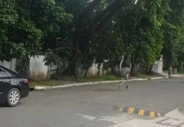 الفلبين تحقق مع صاحب نعامتين بعد تركهما يجريان في الشارع