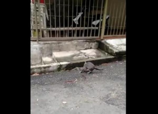 بالفيديو: قطة شرسة تهاجم أفعى وتتغلب عليها