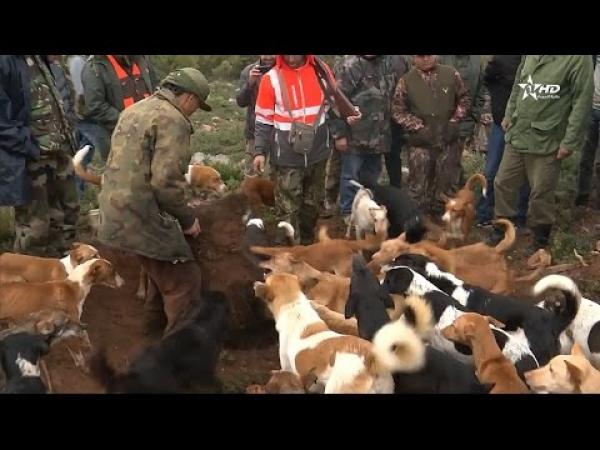 عملية احاشة الخنزير البري بغابة جبل الحبيب بتطوان
