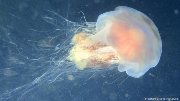 بالفيديو..اكتشاف نوع جديد من قناديل بحر ذات الدم الأحمر