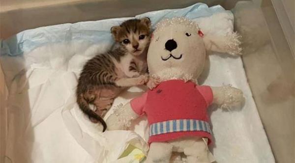 زوجان أمريكيان يحولان منزلهما إلى ملجأ لقطط الشوارع في جدة