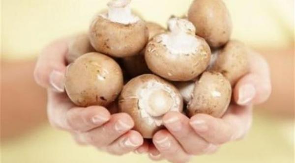 فطر المحار.. رشاقة بسعرات حرارية أقلّ