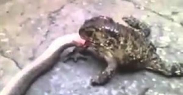 بالفيديو.. ضفدع عملاق يحاول أكل ثعبان حى