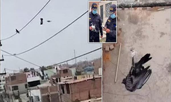 طائرة "درون" تنقذ حياة حمامة من موت محقق(فيديو)