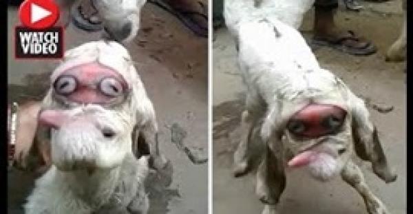 ماعز يمتلك أغرب وجه بالعالم يشبه الرسوم المتحركة