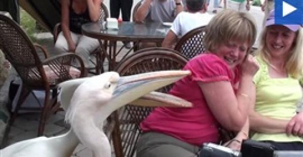 بالفيديو.. بجعتان تهاجمان امرأة طلبا للطعام