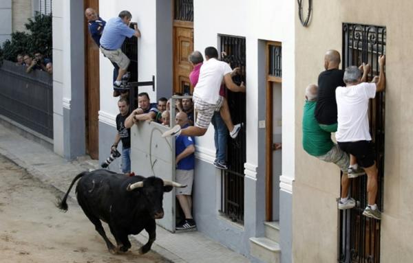 "مهرجان الثيران" بفالنسيا الإسبانية ينتهي بمأساة حقيقية