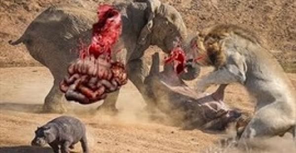 بالفيديو.. أشرس الهجمات الشرسة التي لا تتوقعها في عالم الحيوان