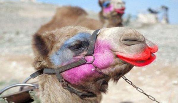 مهزلة بالسعودية...طرد عدد من الإبل المشاركة بمسابقة للجمال بسبب استعمال البوتوكس