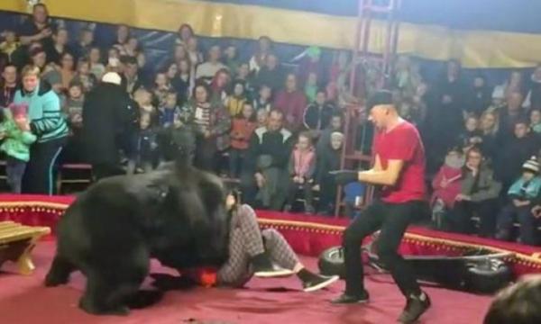فيديو مخيف...دب ضخم يهاجم مدربه أمام جماهير سيرك ويحاول التهامه