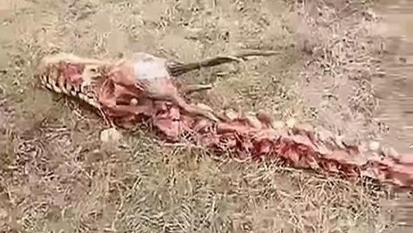 هل هذا دليل على أن التنين ليس مخلوقاً خرافياً؟