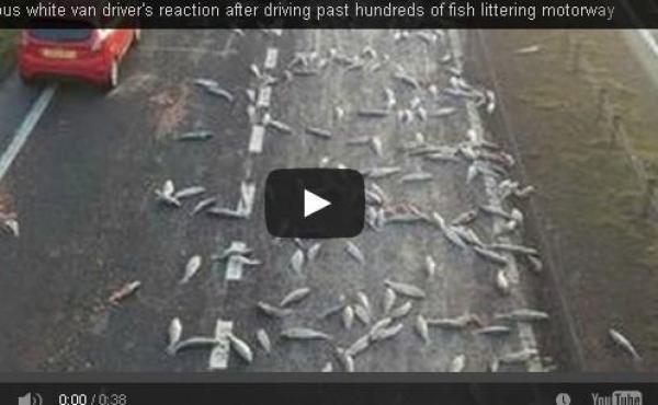 بالفيديو: سائق يفاجأ بمئات الأسماك على الطريق