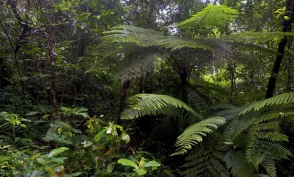 ظاهرة فريدة في عالم النباتات – اكتشاف فصيلة "تتحدى الموت"